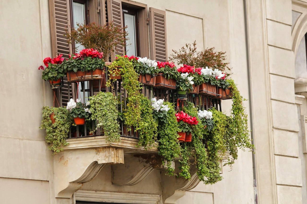 Piante da balcone solari che prosperano al sole diretto, con foglie verdi rigogliose e fiori colorati.