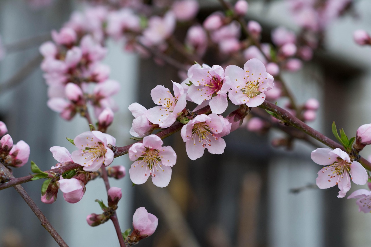 Tecnica di potatura di un albero da frutto per favorire fioriture abbondanti e sane.