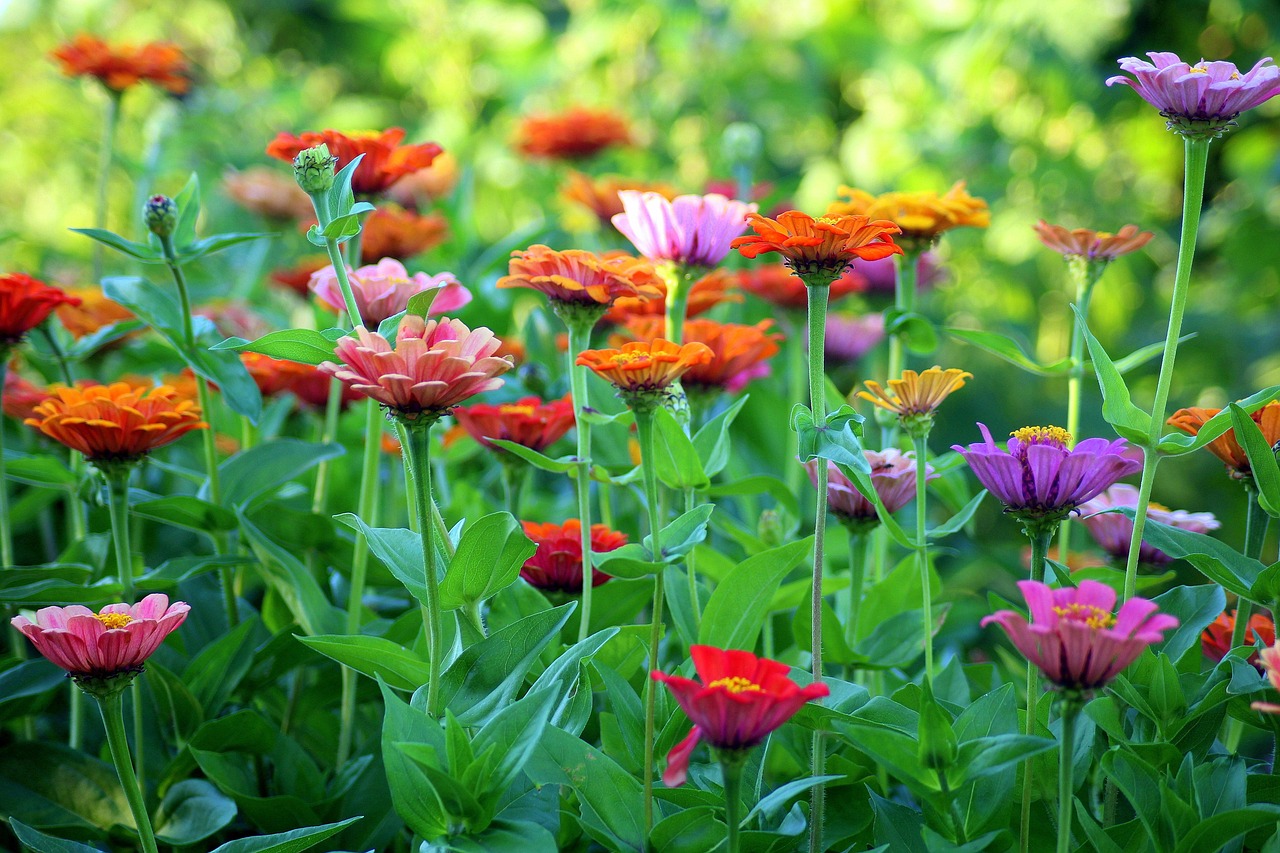 Piante da esterno fiorite in un giardino, ideali per chi cerca bellezza con poca manutenzione.