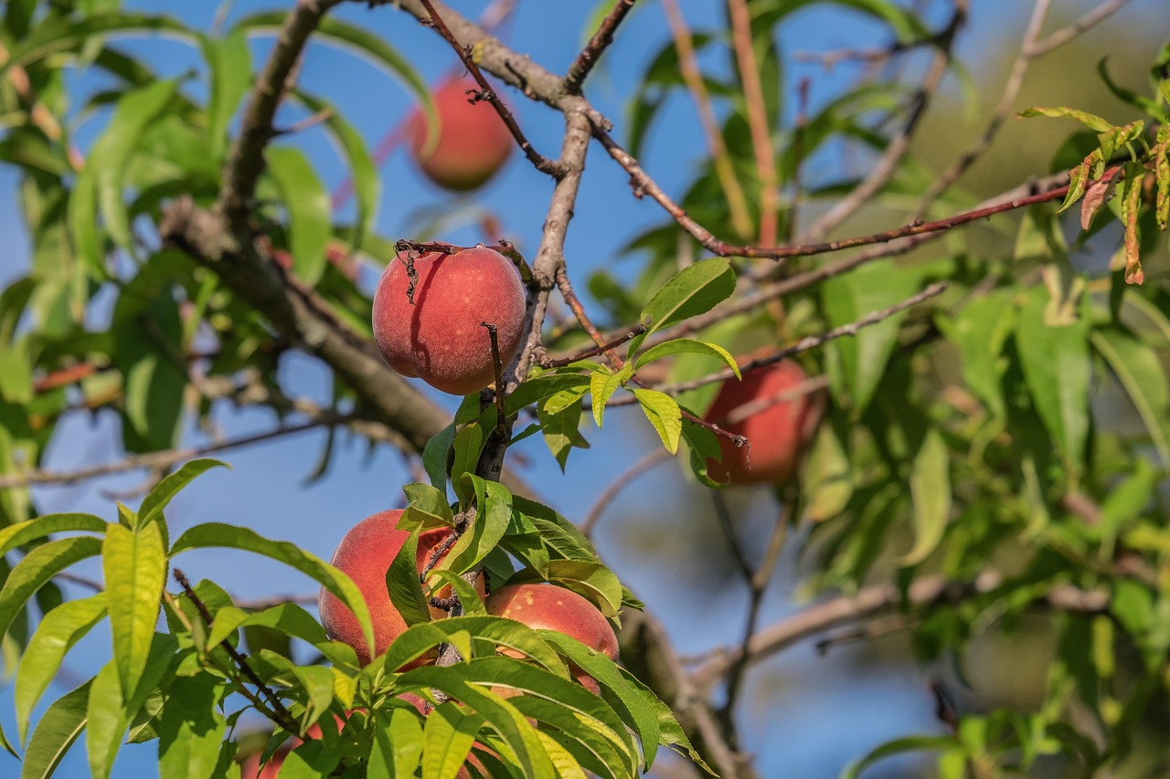 Alberi da frutto in un giardino, simbolo di sostenibilità e miglioramento dell'ecosistema.