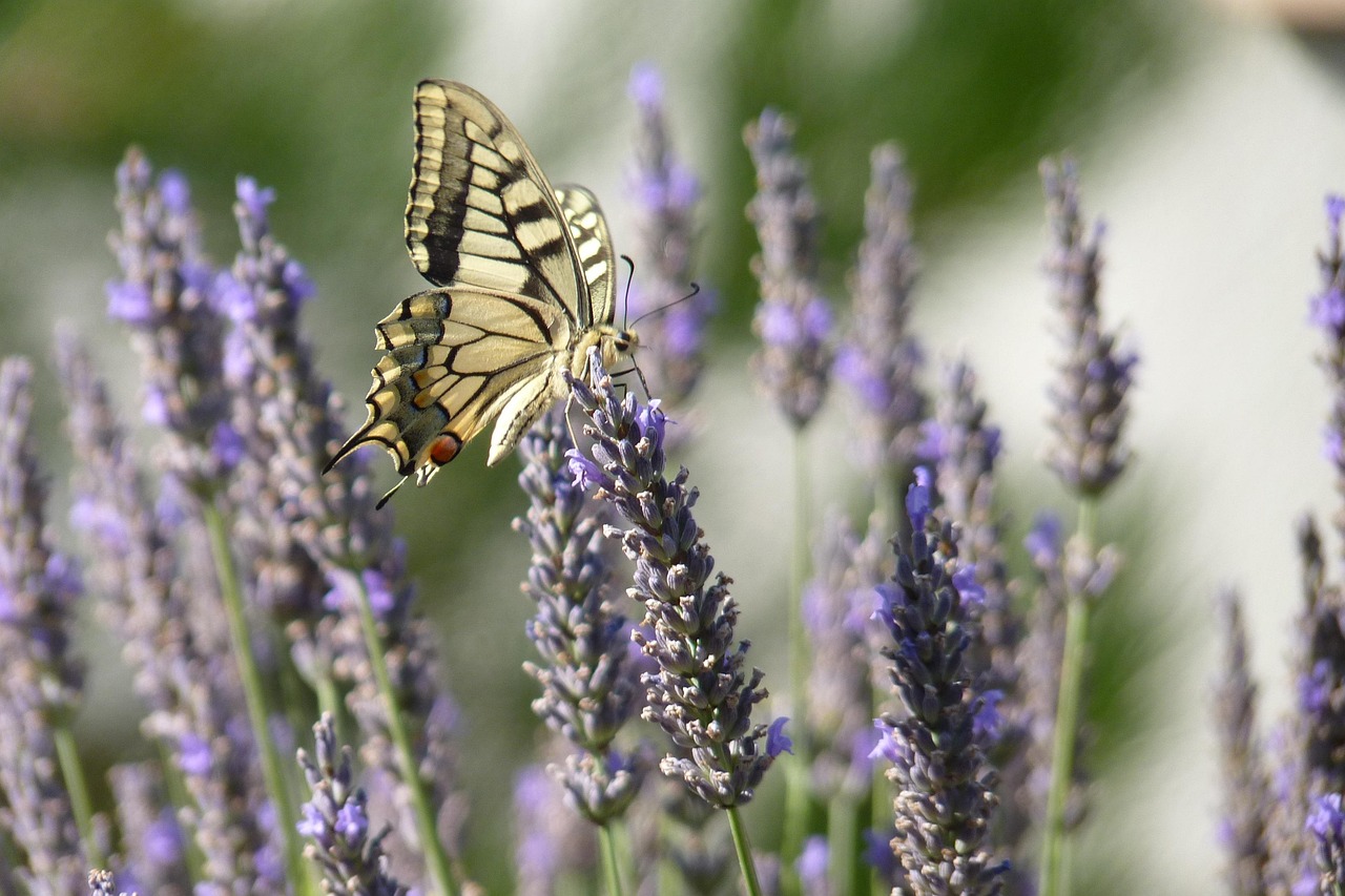 Fiori di lavanda in giardino, attirati da farfalle colorate e profumi intensi.