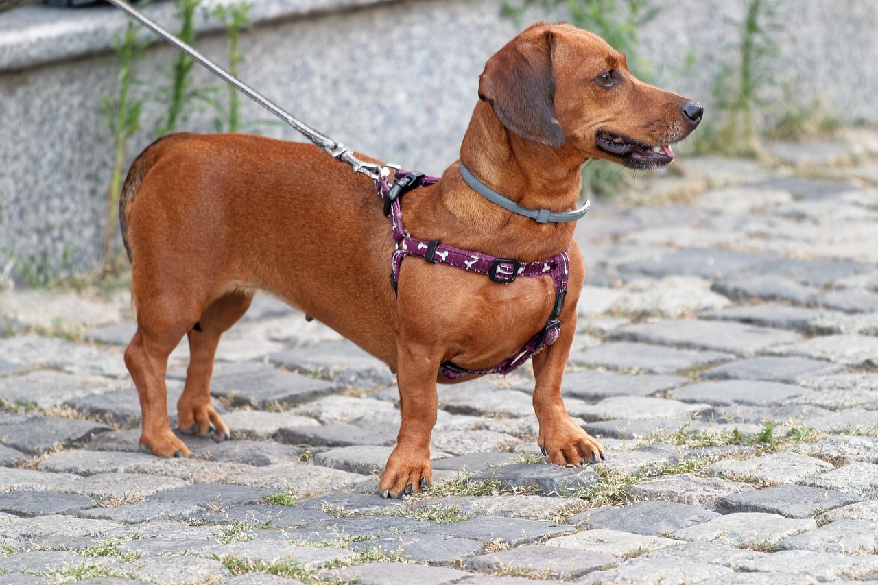 Collare antipulci su un cane, evidenziando un errore comune che può compromettere la sicurezza dell'animale.