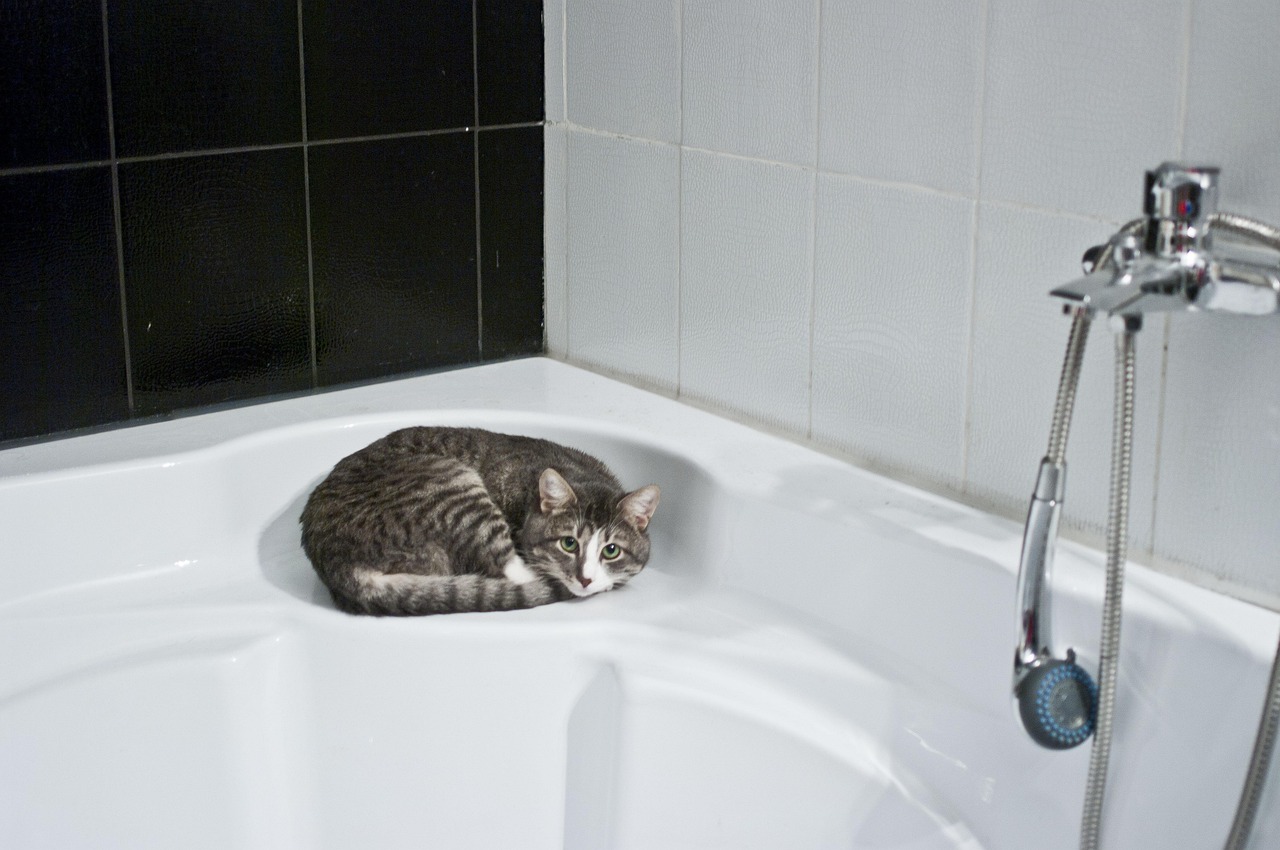Gatto curioso esplora la vasca da bagno, pronto per un metodo graduale e senza stress.