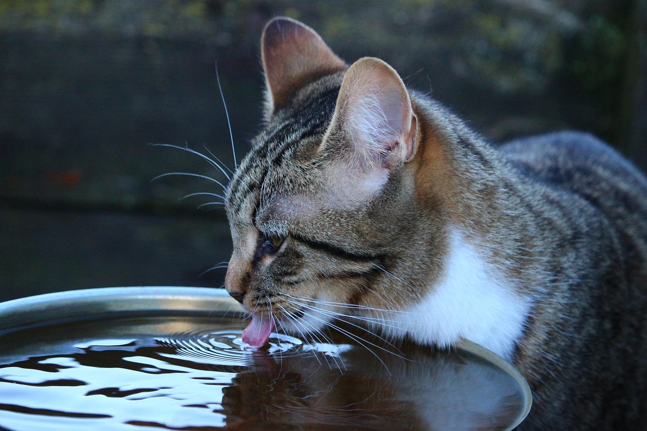 Gatto che beve acqua da una ciotola, evidenziando un comportamento preoccupante.