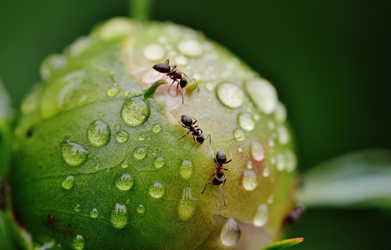 Immagine di un giardino con rimedi naturali per allontanare le formiche.
