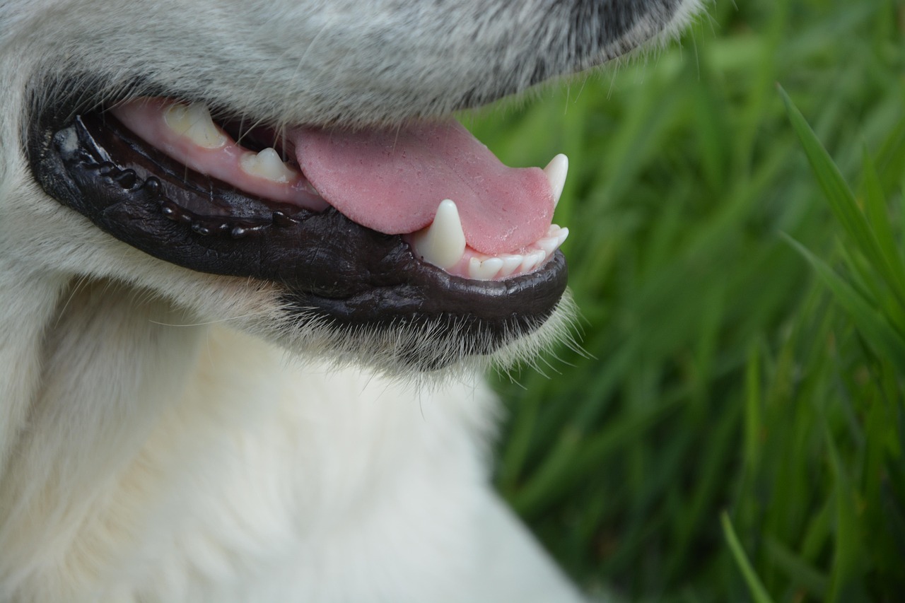 Cane con tartaro sui denti, illustrando l'importanza della prevenzione domestica.