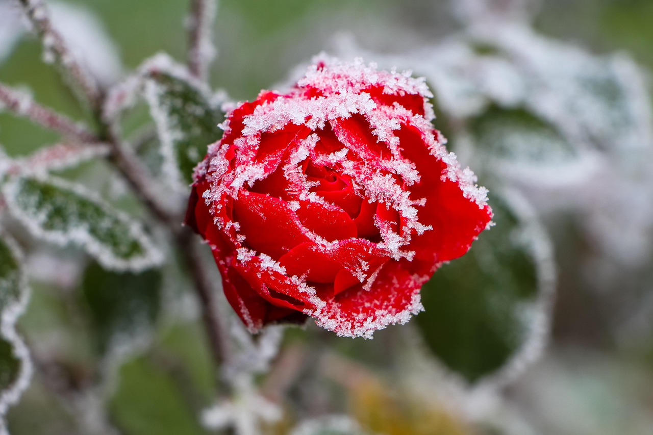 Rosa in un giardino in inverno, evidenziando la necessità di potare in marzo nelle zone fredde.