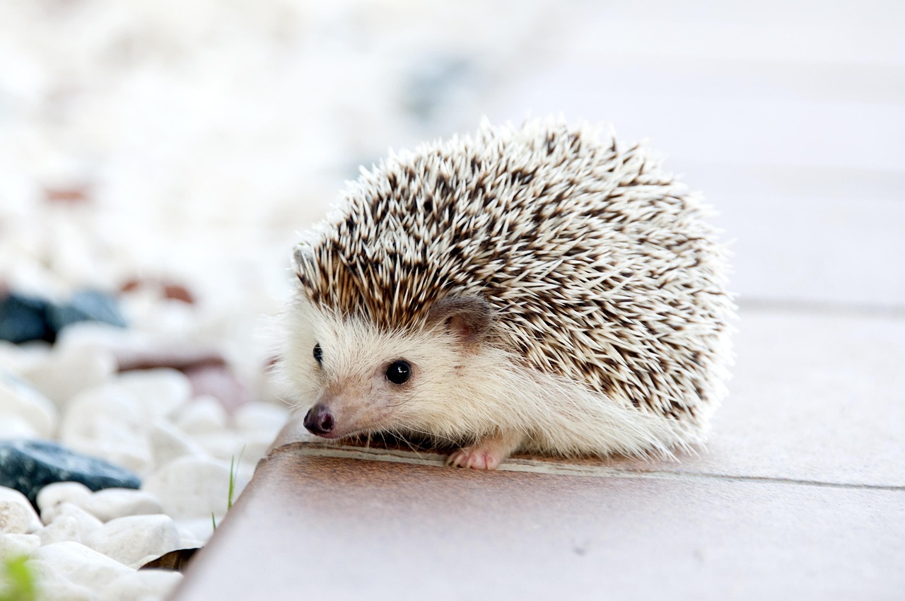 Piccolo criceto in una gabbia, rappresenta un animale domestico a bassa manutenzione.
