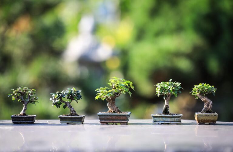 Bonsai per principianti: le tre specie più indulgenti per iniziare senza fallire