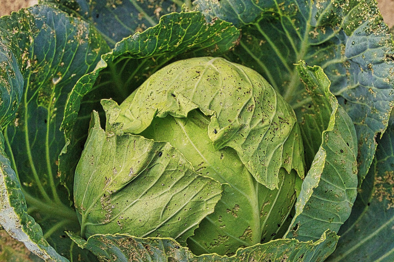 Bruchi su cavoli trattati con Bacillus thuringiensis per un'efficace eliminazione in 48 ore.