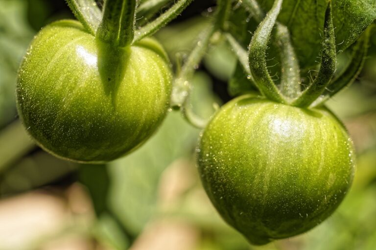 Cimici verdi sul pomodoro: come liberarsene senza danneggiare la pianta