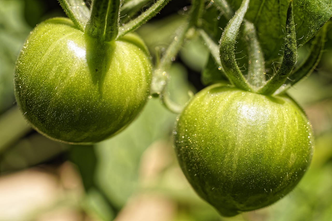 Cimici verdi su una pianta di pomodoro, illustrate per spiegare metodi di eliminazione sicura.