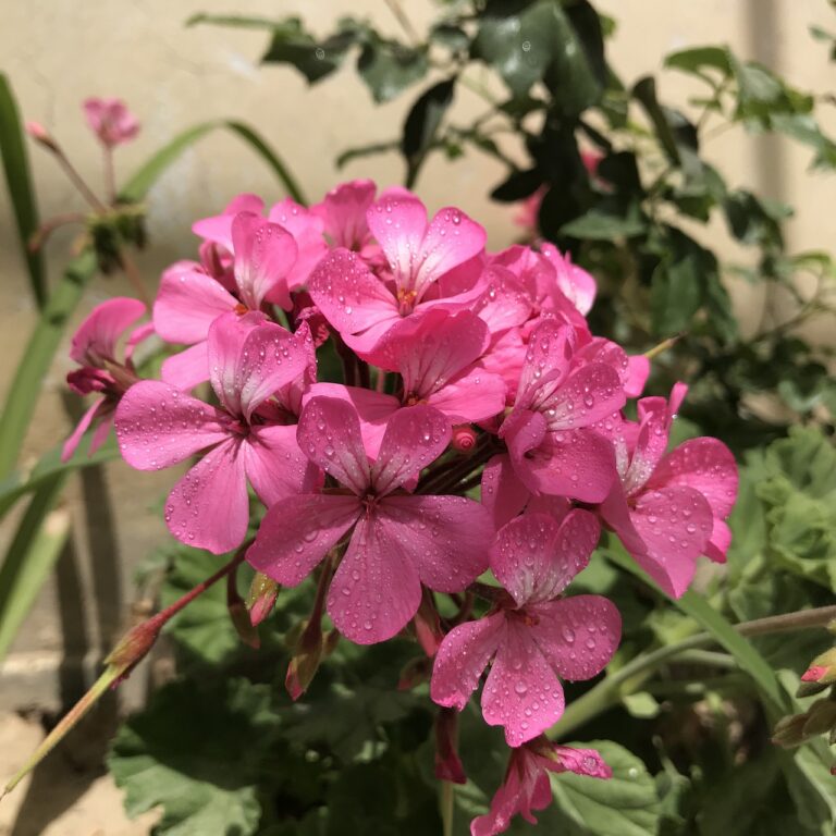 Gerani che fanno pochi fiori: l'errore più comune dell'annaffiatura serale