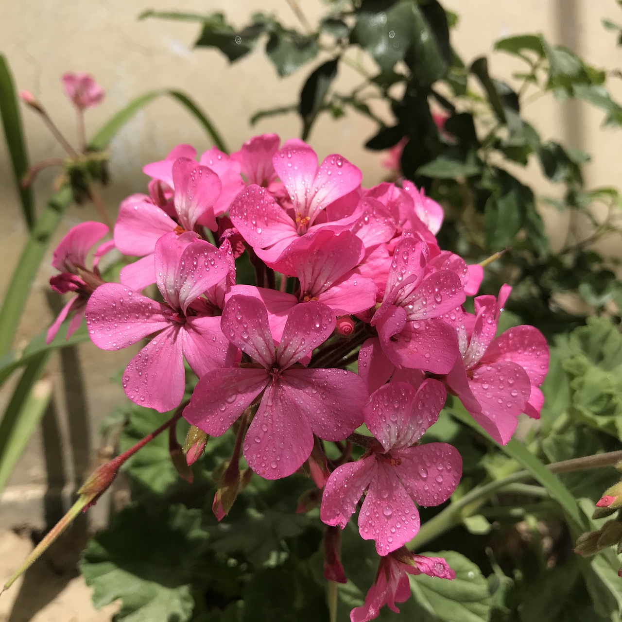 Gerani con pochi fiori a causa di un'errata annaffiatura serale in un giardino.
