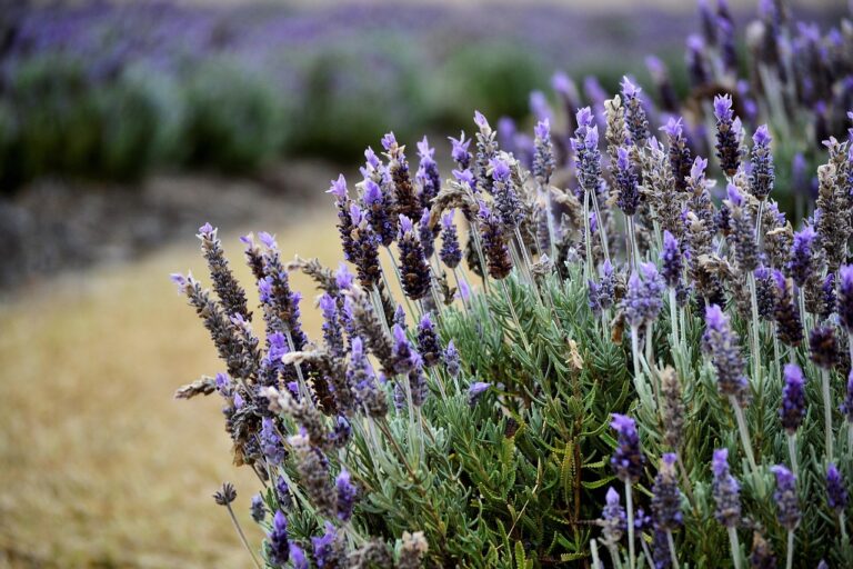 Lavanda secca dopo l'inverno: come potarla per farla riprendere in primavera