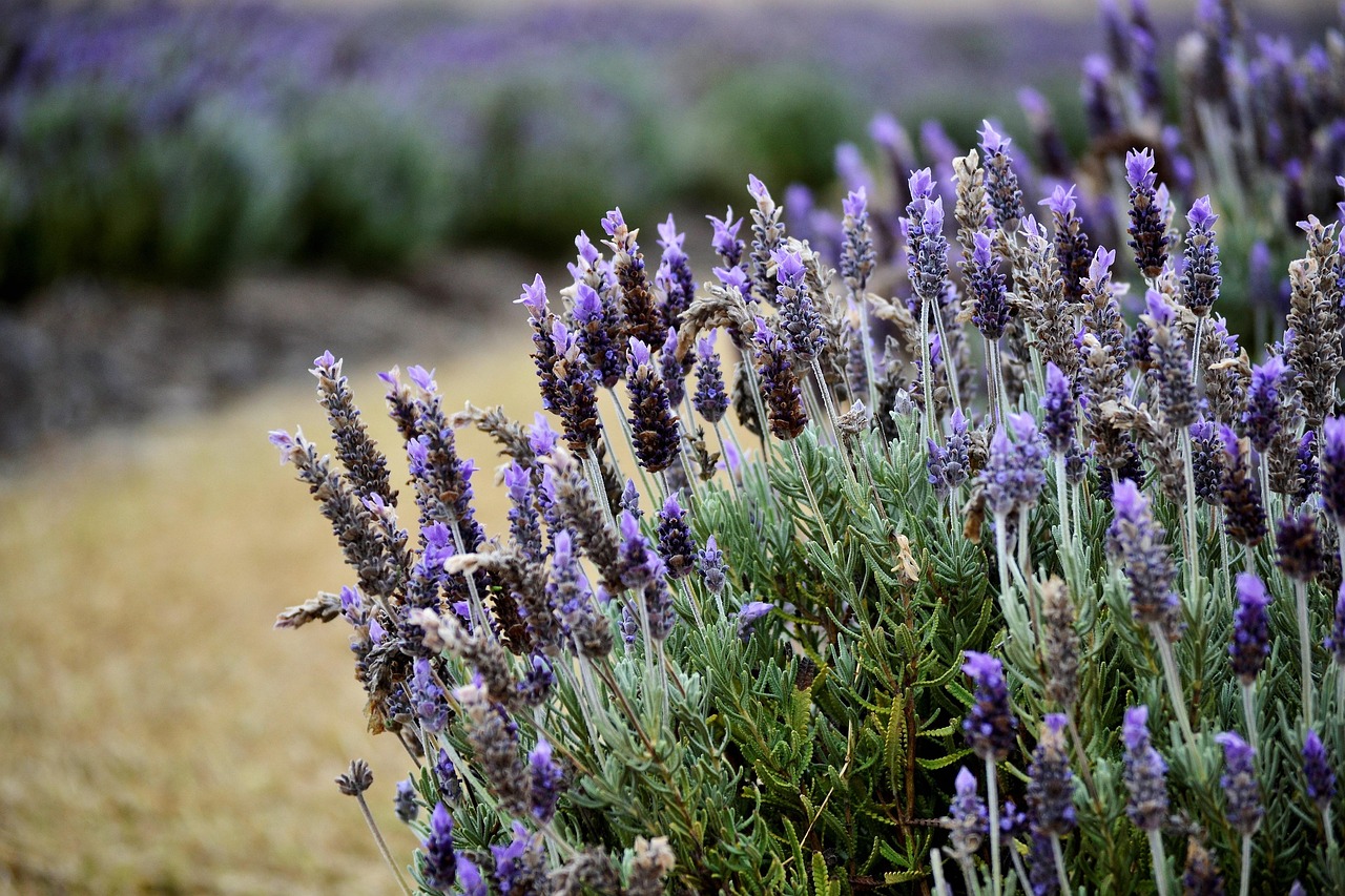Lavanda secca potata, pronta a rinvigorirsi in primavera con nuovi germogli verdi.