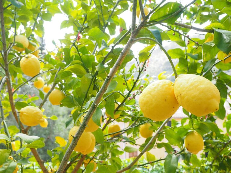 Limoni in vaso: il concime fatto in casa che li fa fruttificare due volte l'anno