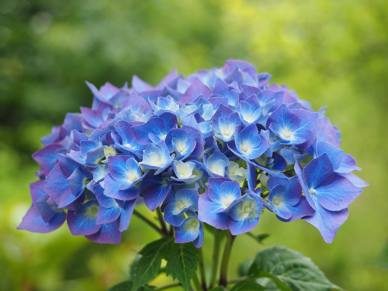 Ortensie blu coltivate con caffè usato per modificare il pH del terreno.