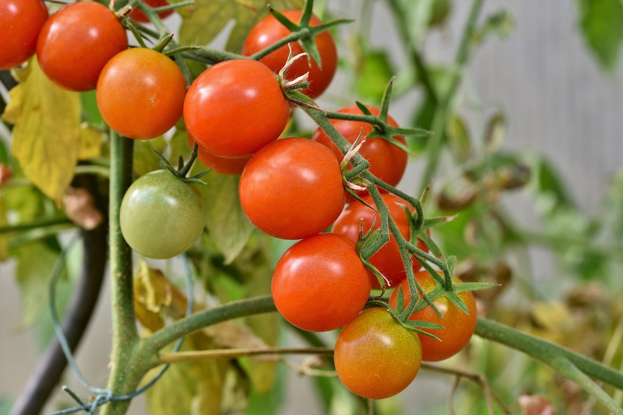 Pomodori tondi coltivati in vaso da 30 cm su un balcone soleggiato.
