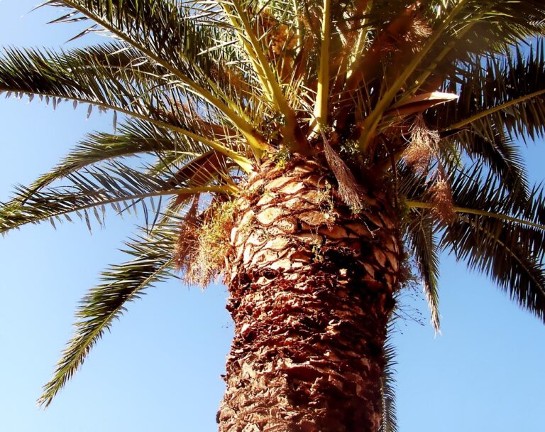 Punteruolo rosso delle palme: come riconoscerlo e cosa fare prima che sia troppo tardi