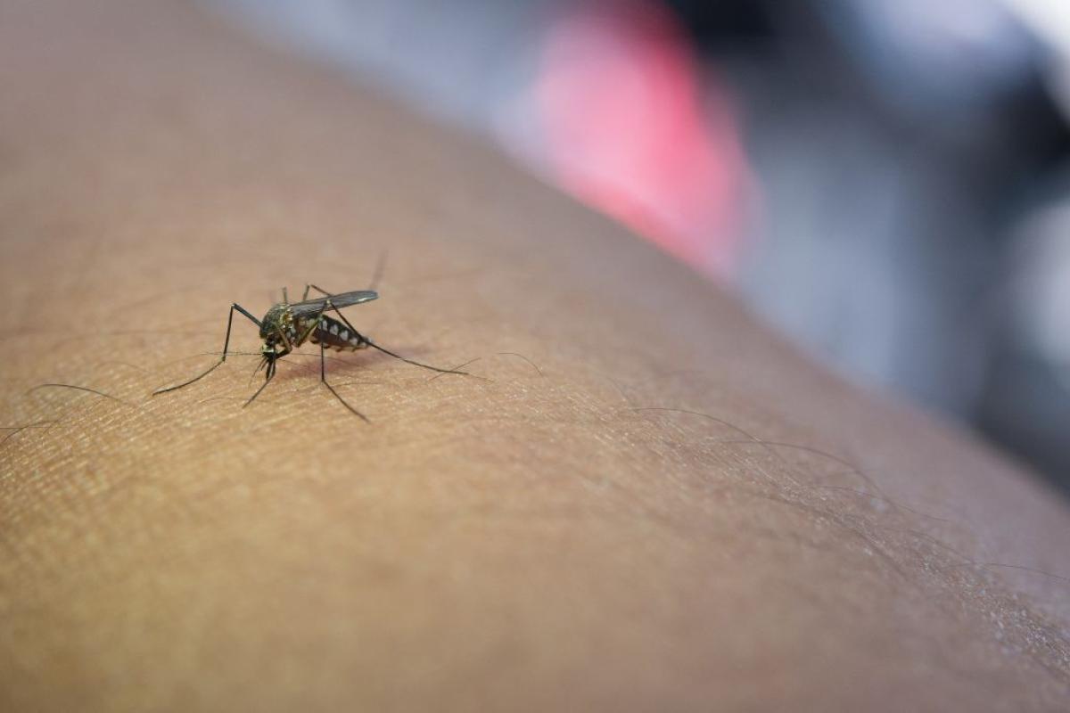 il West Nile
